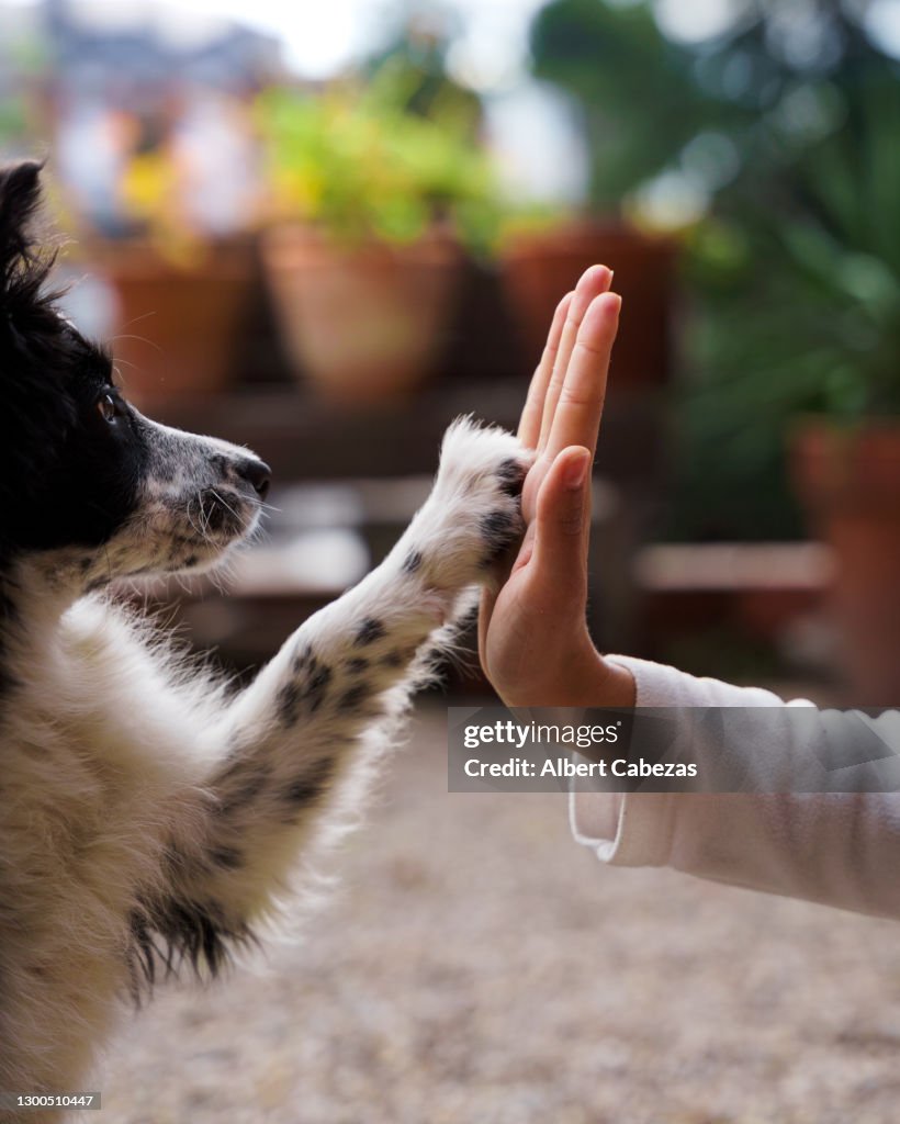 Hand and Dog 