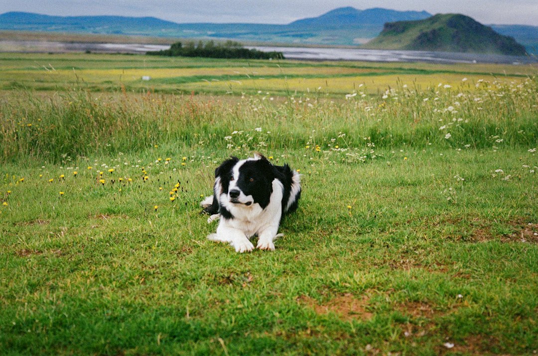 Border Collie sitting calmly outdoors in a field