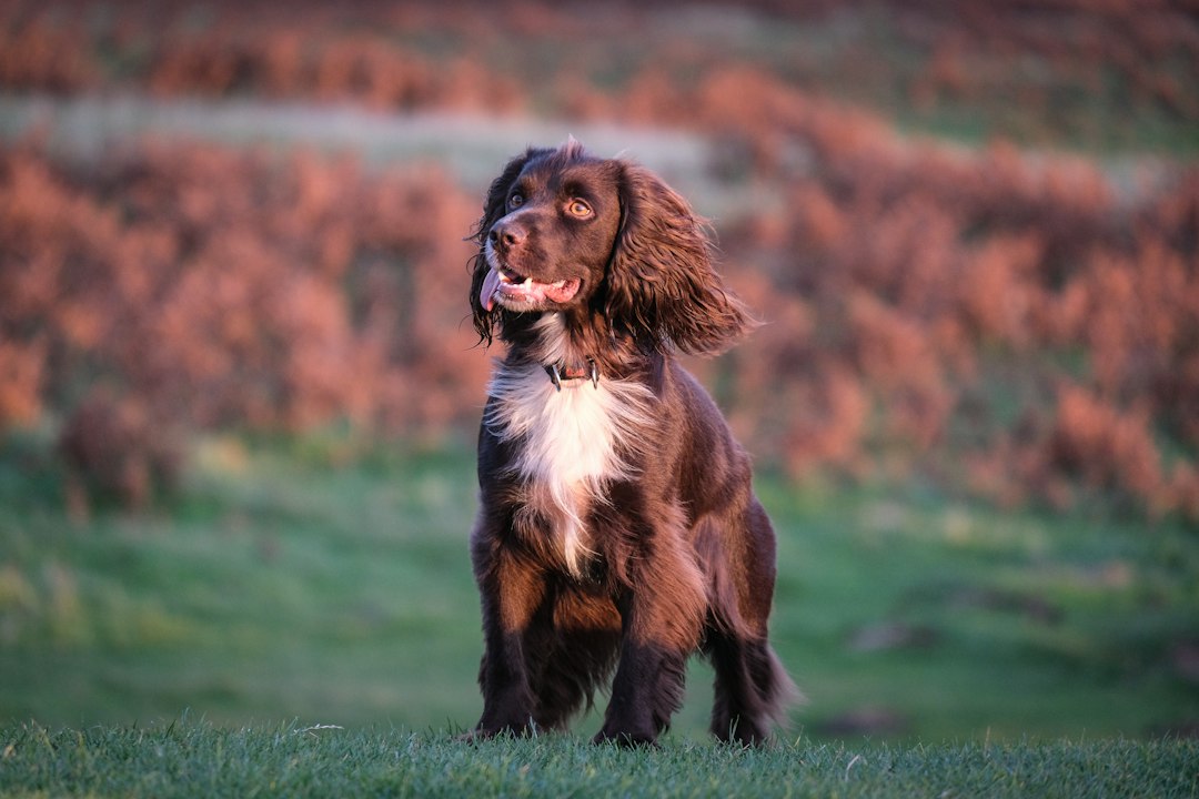 Cocker Spaniel outdoors in a field