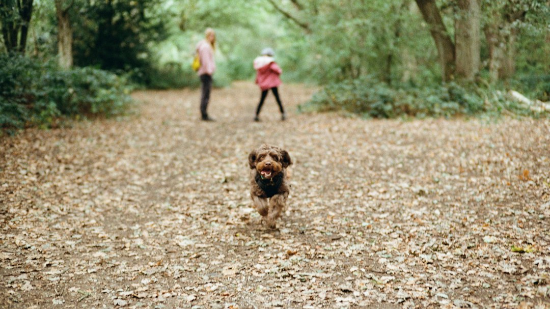 Dog running back along a woodland path