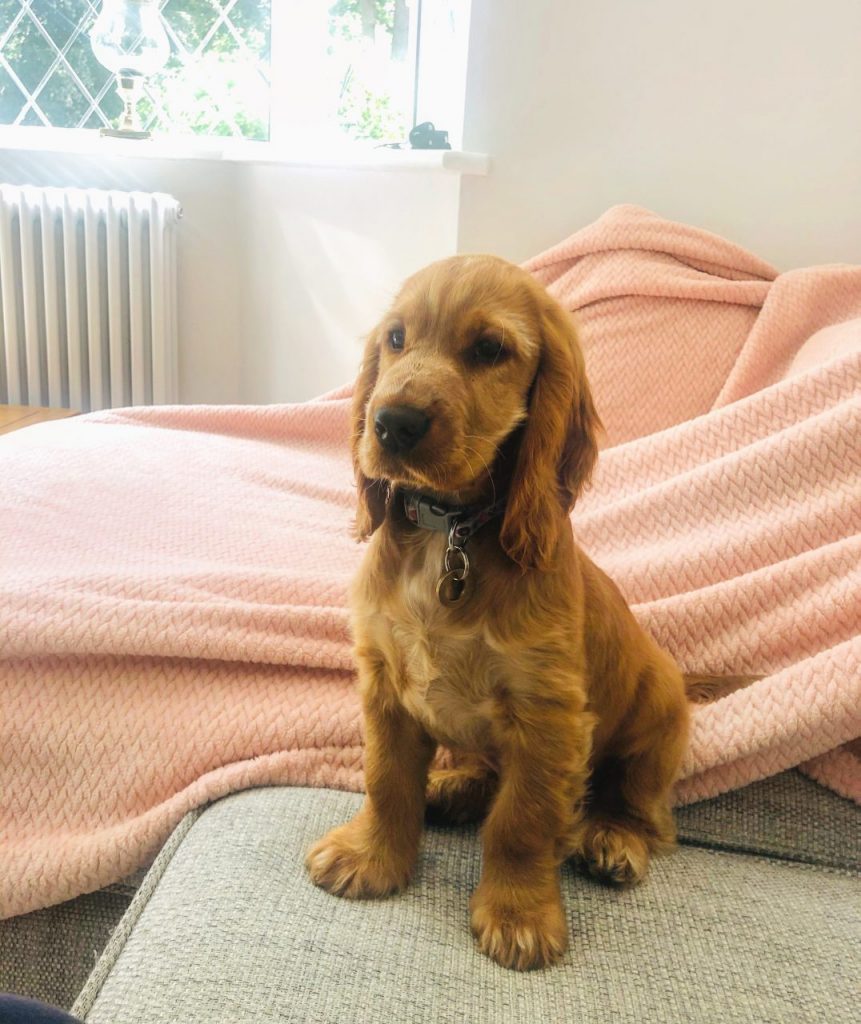 Young spaniel puppy at home