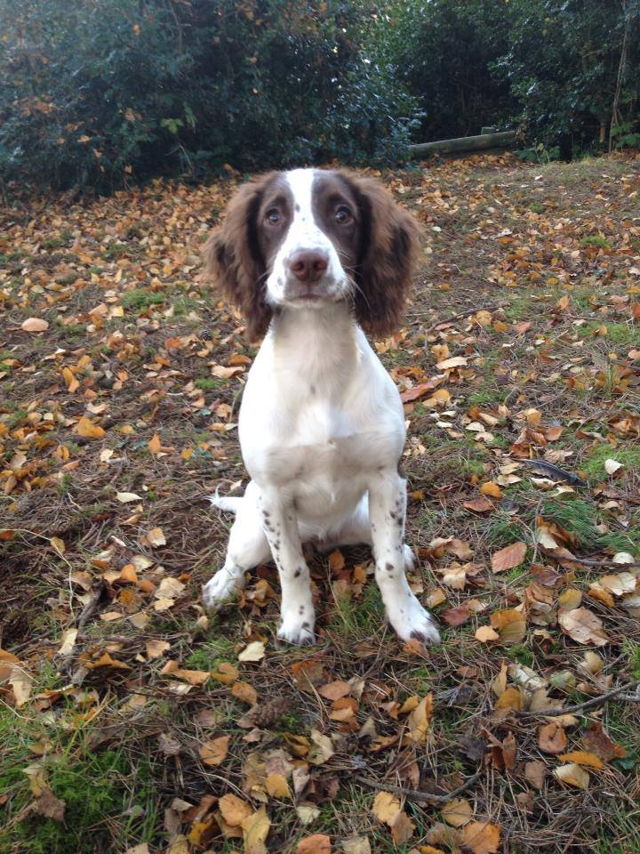 Martha as a puppy sitting in woodland